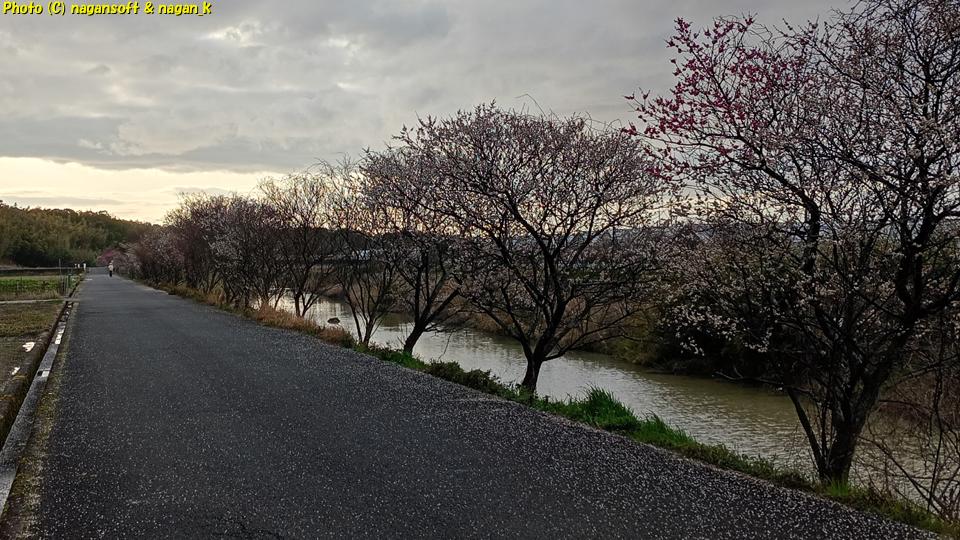 川沿いの梅並木は花が沢山散っている、大阪府泉佐野市某所、2026年03月04日撮影