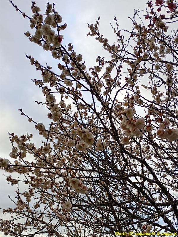 川沿いの海の花、大阪府泉佐野市某所、2026年03月04日撮影