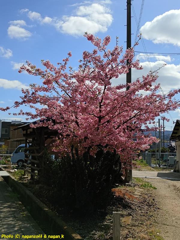 ピンクの花を沢山咲かせている木、大阪府泉佐野市某所、2026年03月08日撮影