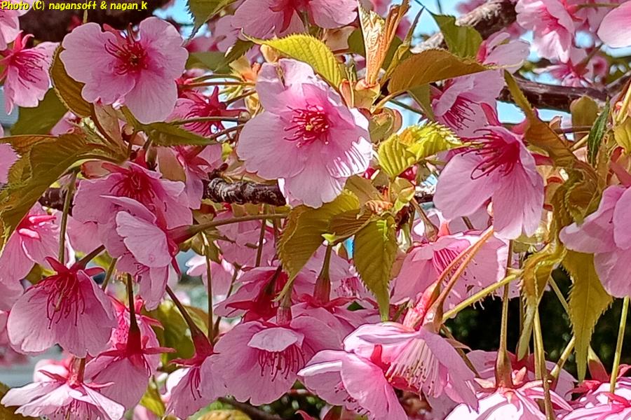 このピンク色の花がなになのかわからない、大阪府泉佐野市某所、2026年03月08日撮影