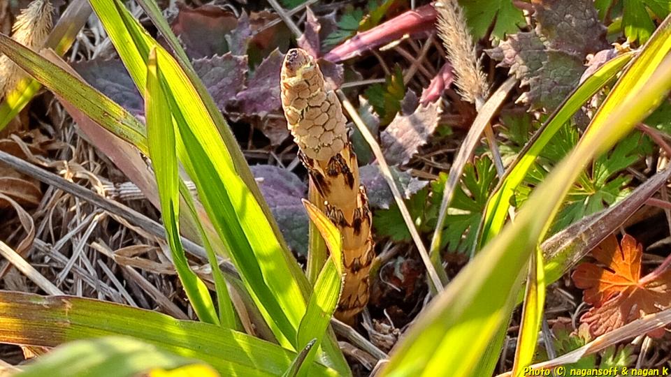 春の気配、土筆を見つけた。2026年春｜大阪府泉佐野市長滝某所、2026年03月14日撮影