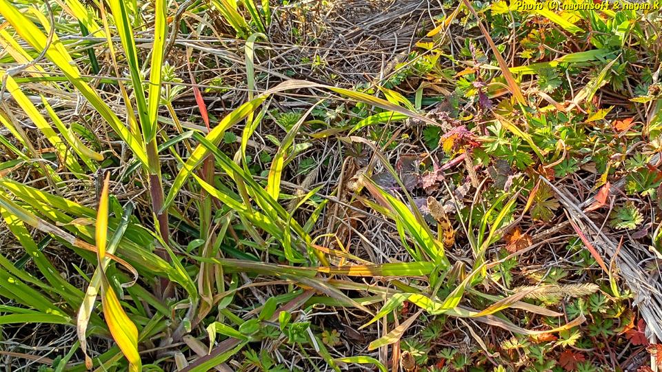 土筆が生えているのがわかるかな?|大阪府泉佐野市長滝某所、2026年03月14日撮影