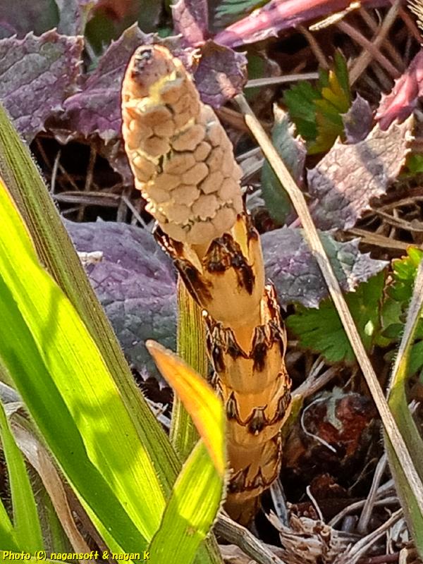 畔に生えている土筆|大阪府泉佐野市長滝某所、2026年03月14日撮影