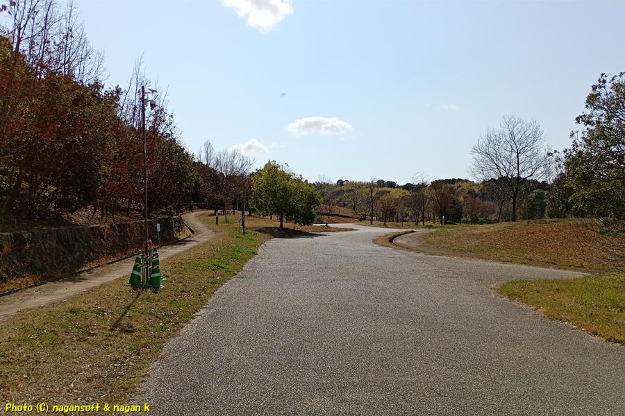 上之郷南口から公園に入ってすぐの場所、ここで「ツバキ」を見に行こうと思い立った。泉佐野丘陵緑地、2026年03月15日撮影