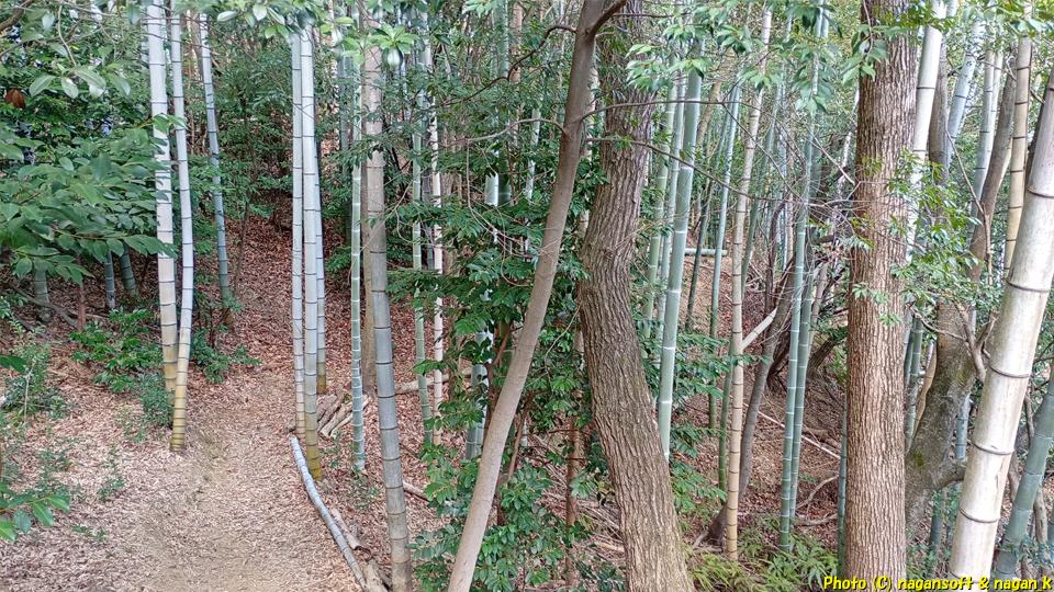 散策路の幅は細いです、泉佐野丘陵緑地、2026年03月15日撮影