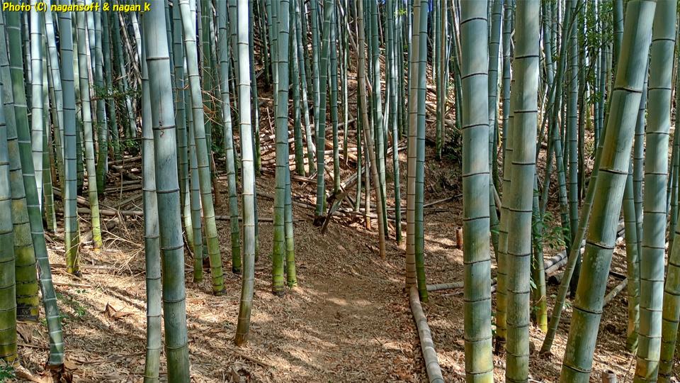 竹林の中を抜ける散策路、泉佐野丘陵緑地、2026年03月15日撮影