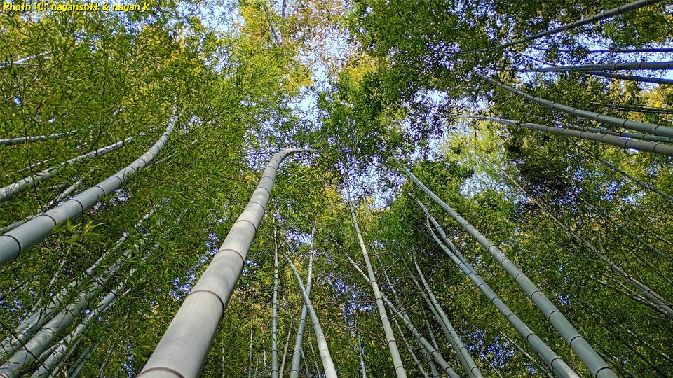 竹林散策路から頭上を見上げると木漏れ日が美しい、泉佐野丘陵緑地、2026年03月15日撮影