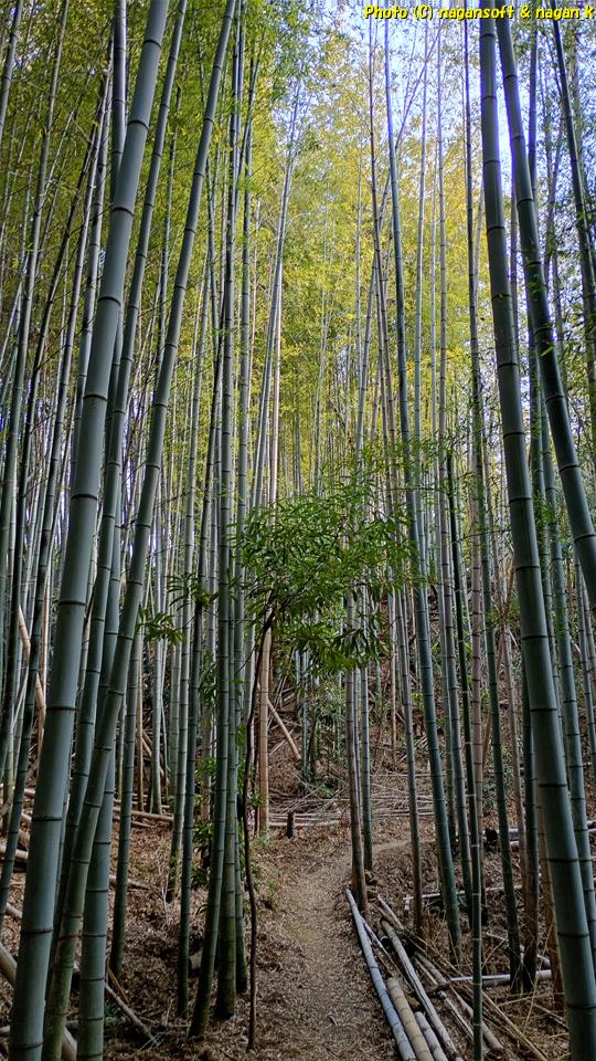 竹林散策路の頭上は風で竹の葉がサラサラという、泉佐野丘陵緑地、2026年03月15日撮影