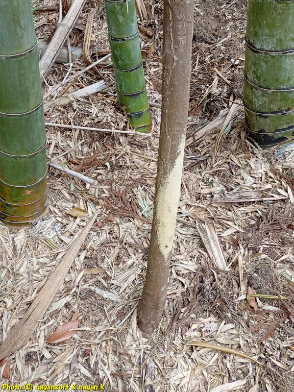 イノシシが体をこすりつけた跡がいたるところにある、泉佐野丘陵緑地、2026年03月15日撮影