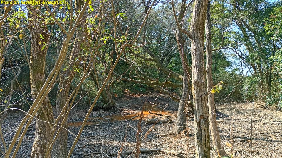 向井池奥地の湿地帯、泉佐野丘陵緑地、2026年03月15日撮影