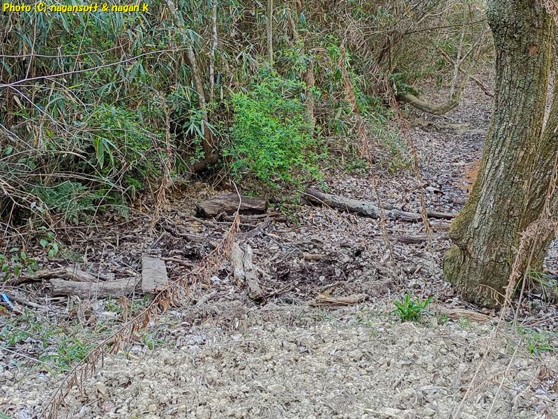 イノシシが掘り返したと思われる痕があちこちにある、泉佐野丘陵緑地、2026年03月15日撮影