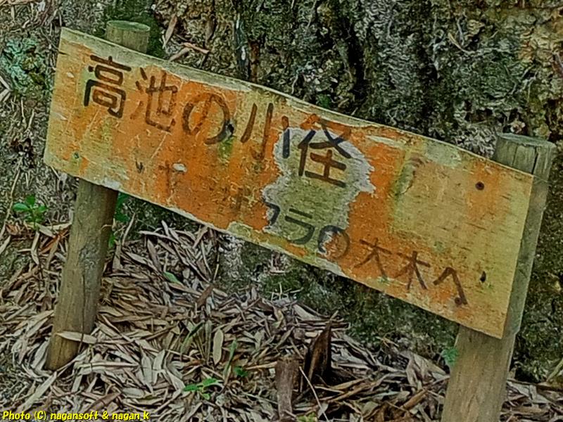 「高池の小径」ヤマザクラの大木へと記されている木製看板。泉佐野丘陵緑地、2026年03月15日撮影