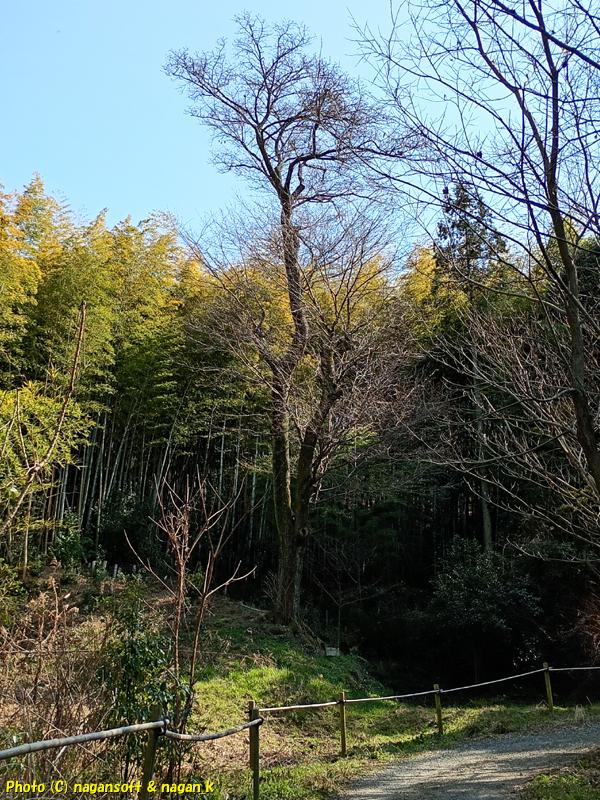 大きなヤマザクラは蕾だった。泉佐野丘陵緑地、2026年03月15日撮影