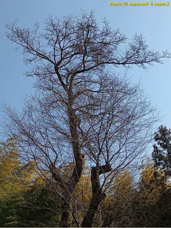 来週に開花しそうな「大きなヤマザクラ」。泉佐野丘陵緑地、2026年03月15日撮影