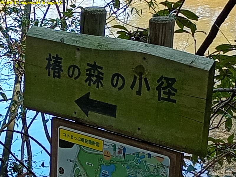 「椿の森の小径」入り口にある案内看板。大阪府・泉佐野丘陵緑地、2026年03月15日撮影