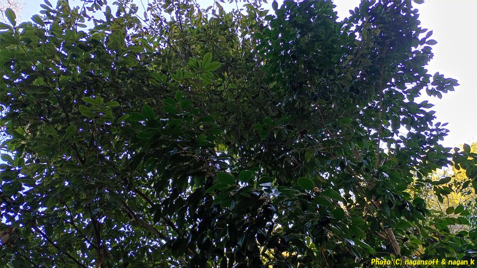 「椿の森の小径」入り口傍にあるツバキは花が付いていない。大阪府・泉佐野丘陵緑地、2026年03月15日撮影