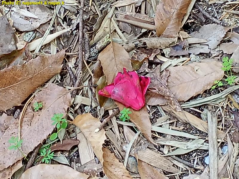 「椿の森の小径」入り口傍にあるツバキの足元に１輪だけ落ちている。大阪府・泉佐野丘陵緑地、2026年03月15日撮影