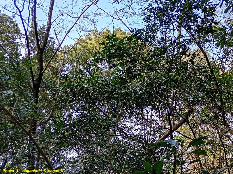 遠くの大きいツバキの木に２輪咲いているのが見える。大阪府・泉佐野丘陵緑地、2026年03月15日撮影