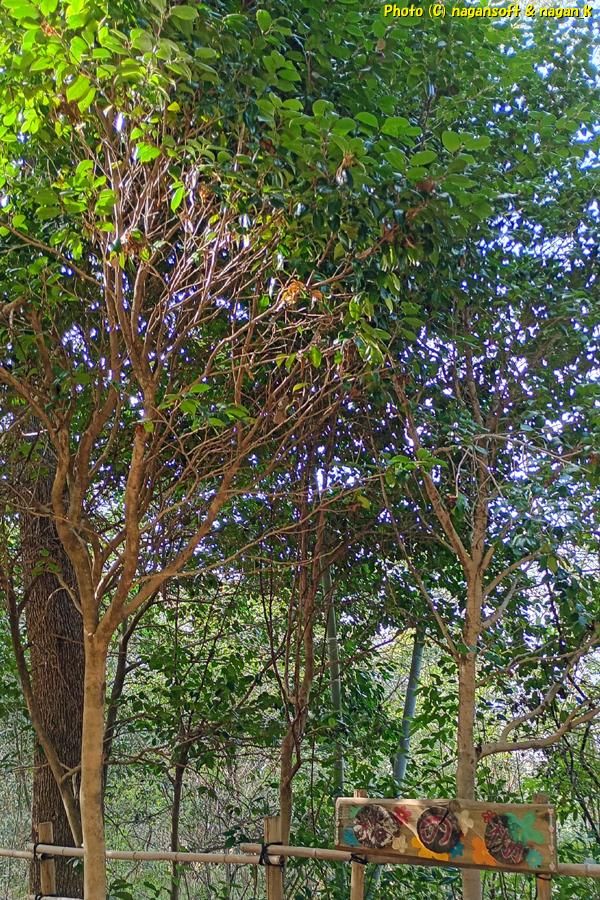 「椿の棚」はツバキがチラホチラ咲いている。大阪府・泉佐野丘陵緑地、2026年03月15日撮影