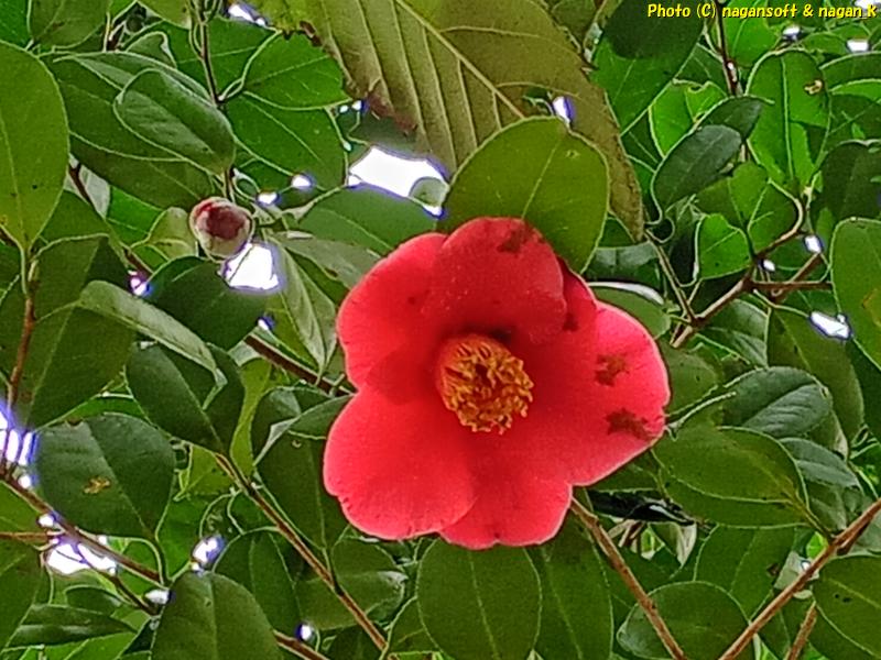 「椿の棚」で咲いていたツバキ。大阪府・泉佐野丘陵緑地、2026年03月15日撮影