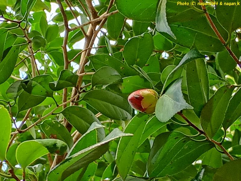 「椿の棚」も蕾が少ない。大阪府・泉佐野丘陵緑地、2026年03月15日撮影