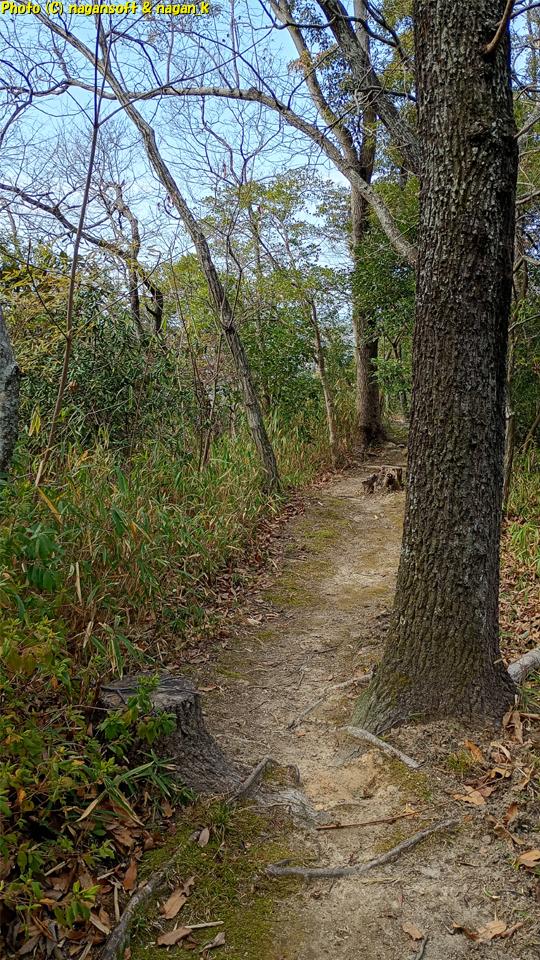 以前は木々の狭い幅を通っていた散策路、片方の木は伐採されている。大阪府・泉佐野丘陵緑地、2026年03月15日撮影