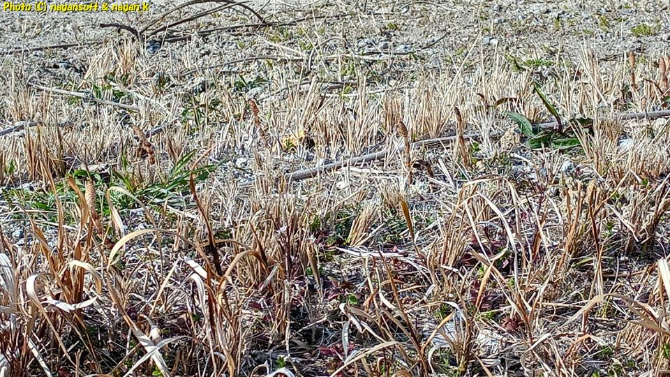 「パークセンター」かから「中央口」への道中法面に多数のつくしが生えていた。大阪府・泉佐野丘陵緑地、2026年03月15日撮影