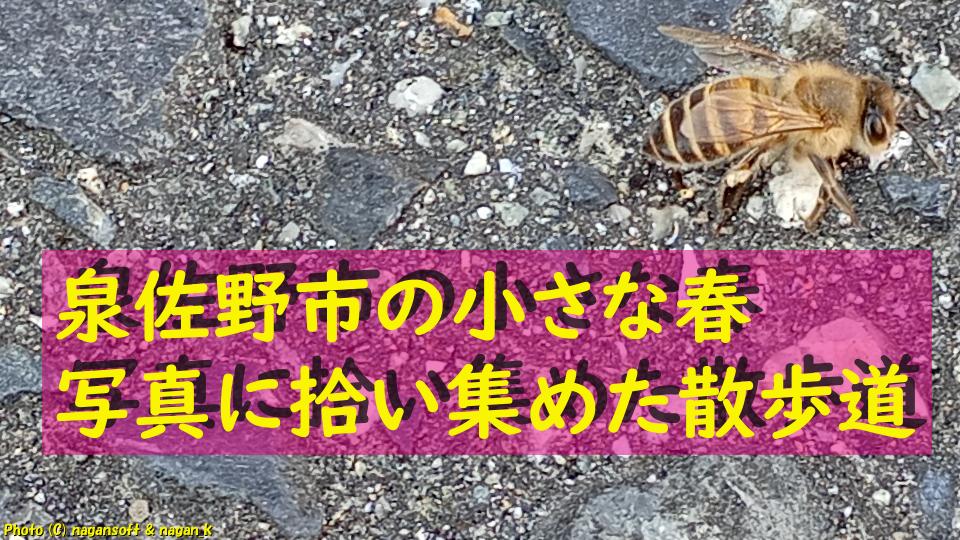 泉佐野市の小さな春｜桜・つくし・梅、そして虫たちを写真に拾い集めた散歩道