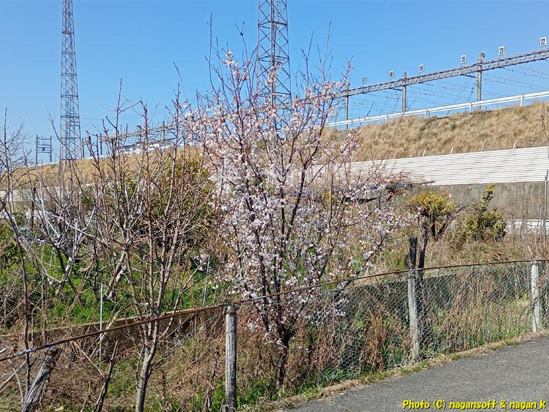 畑の片隅に植えられている桜の木、大阪府泉佐野市、2026年3月16日撮影