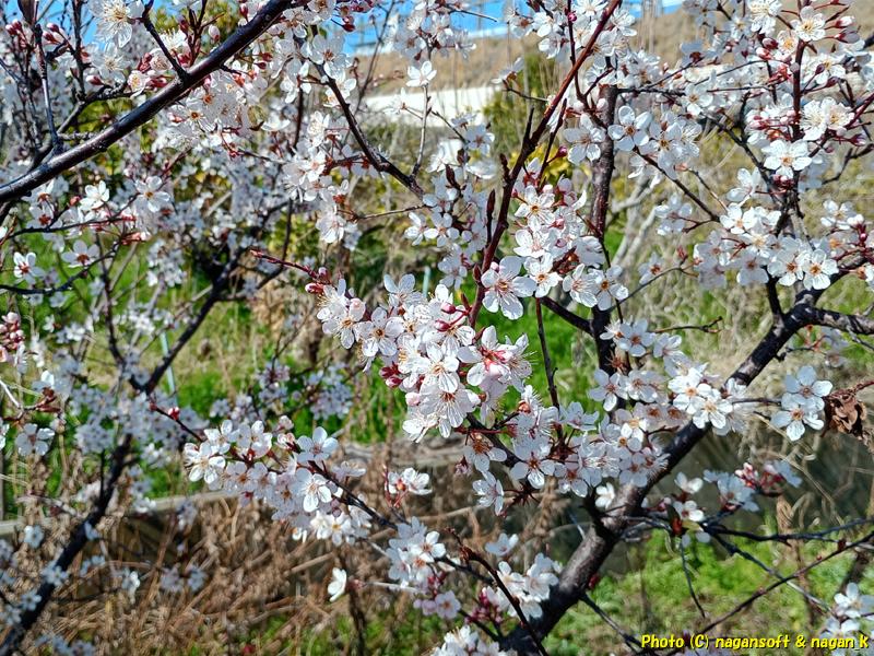 桜の花がチラホラ咲いている、大阪府泉佐野市、2026年3月16日撮影