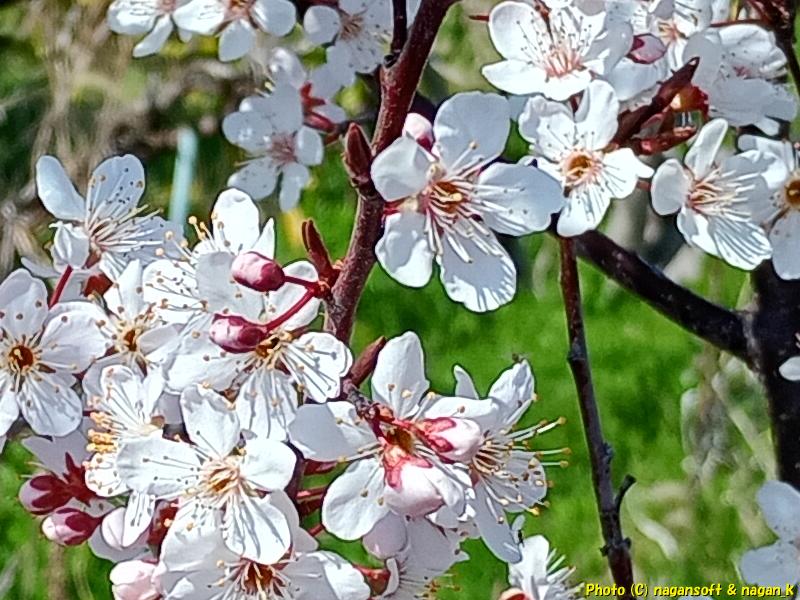 早咲きの桜の花、大阪府泉佐野市、2026年3月16日撮影