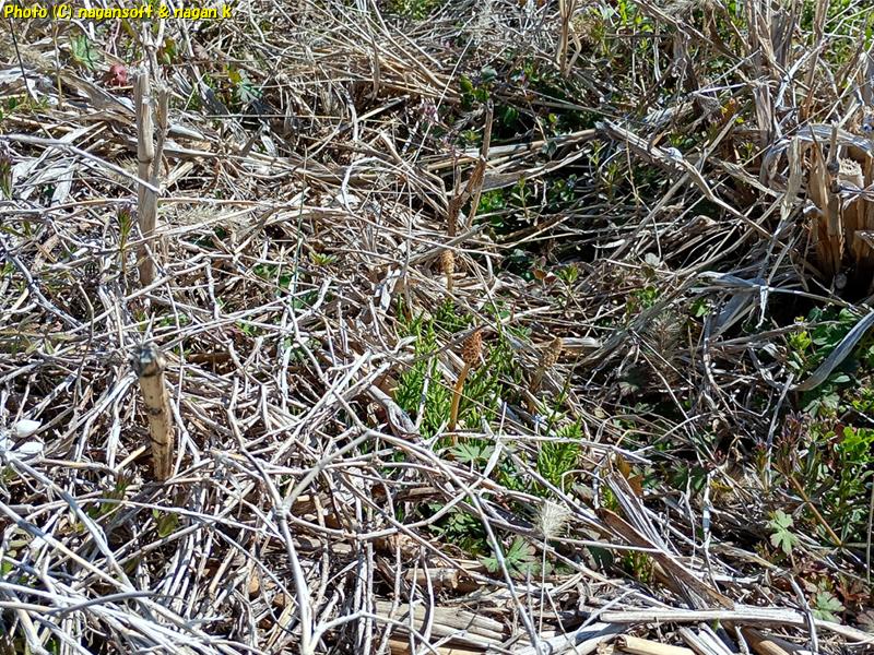 畑の隅につくしがちらほら出ている、大阪府泉佐野市、2026年3月16日撮影