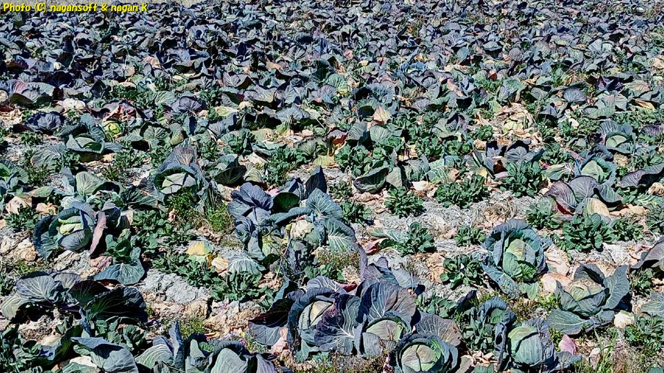 収穫が進んでいるキャベツ畑、大阪府泉佐野市、2026年3月16日撮影