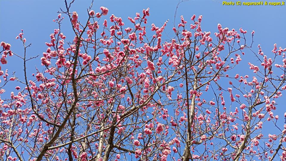梅の木は終盤の花を一気に咲かしている、大阪府泉佐野市、2026年3月16日撮影