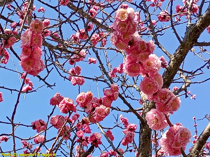 終盤の梅の花、大阪府泉佐野市、2026年3月16日撮影