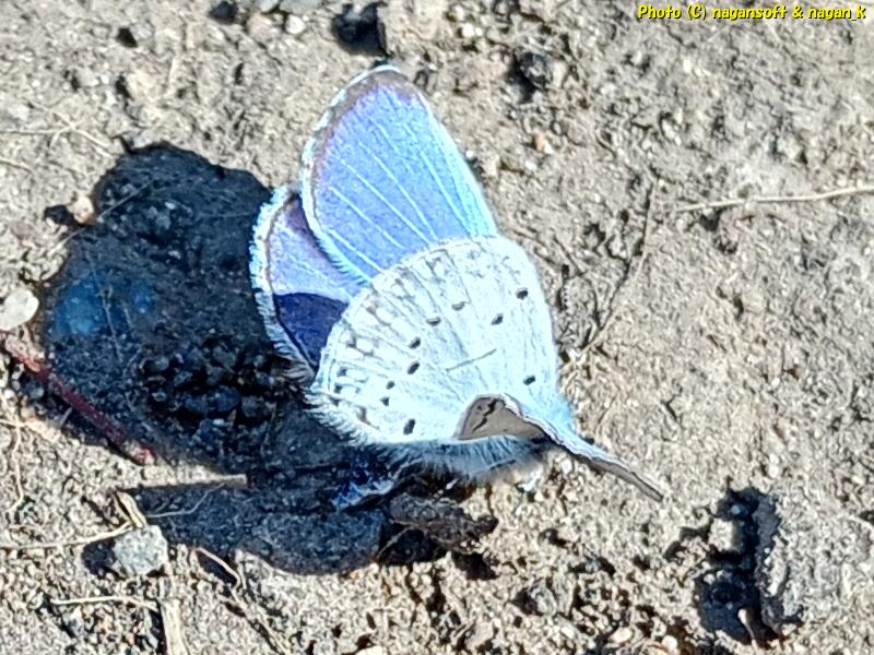 青色の小さな蝶、羽の裏が写っている写真、たぶん"ルリシジミ"。大阪府泉佐野市、2026年3月16日撮影
