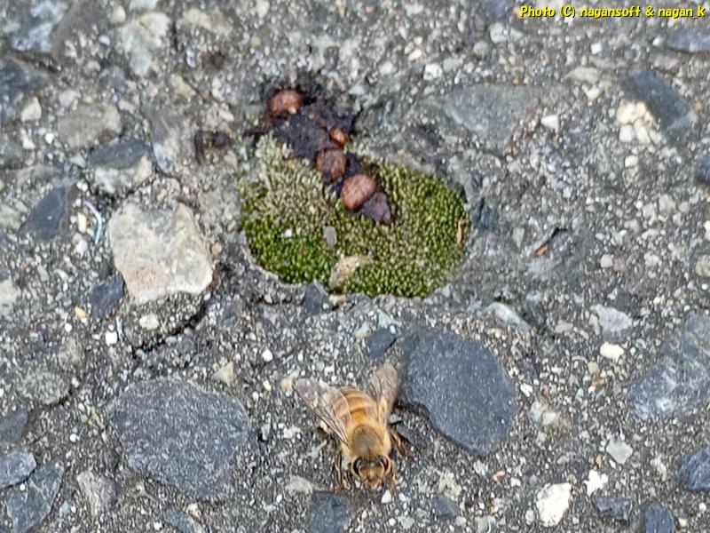なにかの糞に寄っているミツバチ、大阪府泉佐野市、2026年3月16日撮影