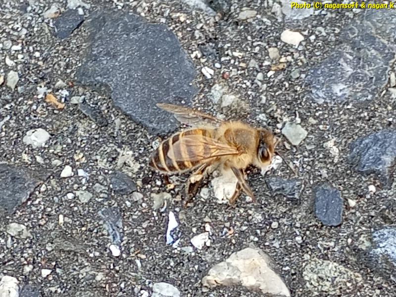 おそらくミツバチと思う昆虫、大阪府泉佐野市、2026年3月16日撮影