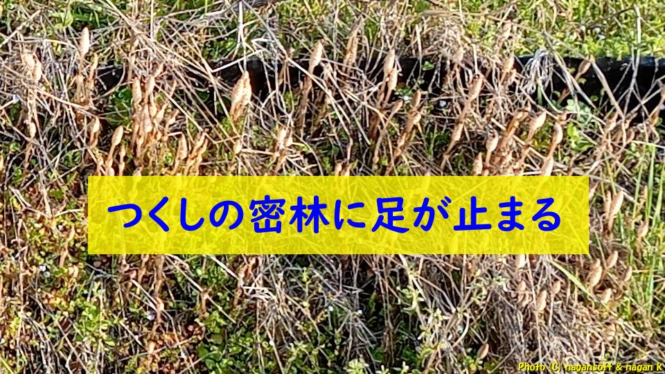 田畑の畔につくしが大量に生えている。つくしの密林を見つけて脚が止まる。大阪府泉佐野市、2026年03月27日撮影