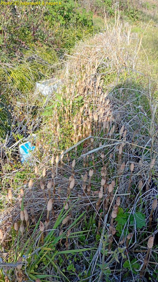 田畑の畔を遠く向こうまでつくしが並んで生えている。大阪府泉佐野市、2026年03月27日撮影