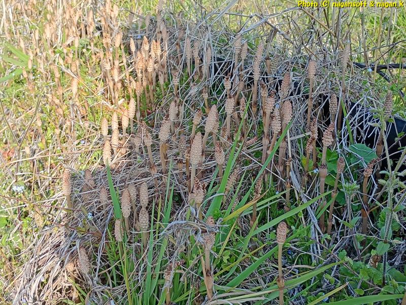 田畑の畔につくしが密集して大量に生えている。大阪府泉佐野市、2026年03月27日撮影