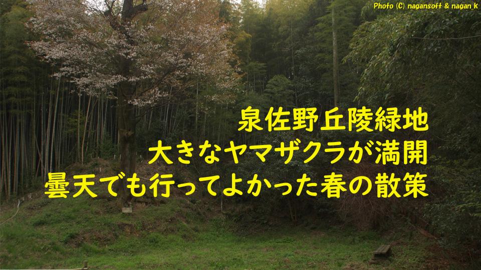 緑に包まれたベンチと大きなヤマザクラ。泉佐野丘陵緑地。2026年03月29日撮影