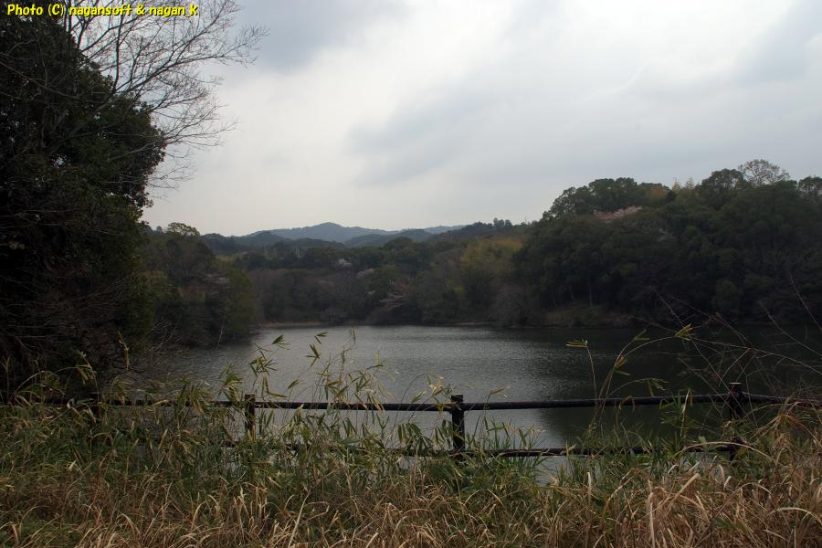 向井池の対岸、森の上に桜がチラホラ見えている。泉佐野丘陵緑地。2026年03月29日撮影
