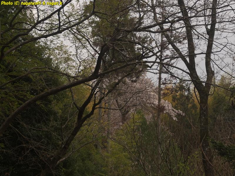 大きなヤマザクラが見え始めているが桜の香を感じない。泉佐野丘陵緑地。2026年03月29日撮影