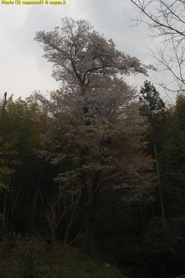 大きなヤマザクラ、満開に咲いている。泉佐野丘陵緑地。2026年03月29日撮影