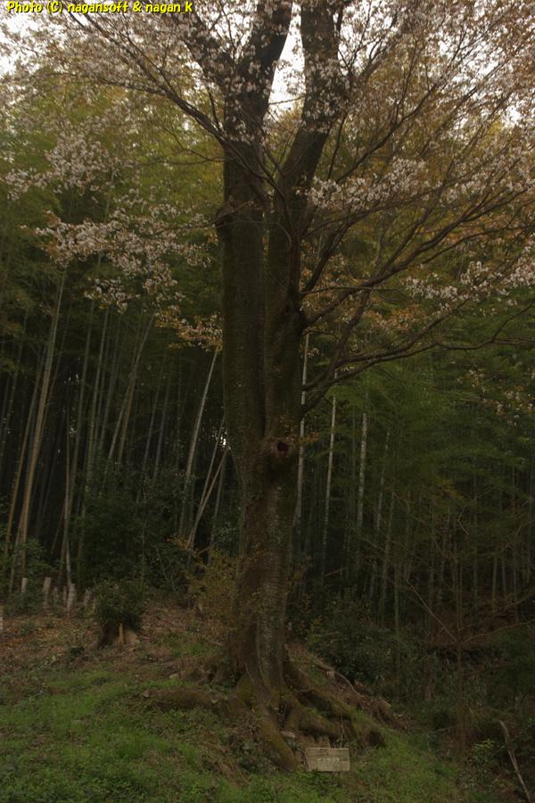 満開の大きなヤマザクラ、根本。泉佐野丘陵緑地。2026年03月29日撮影