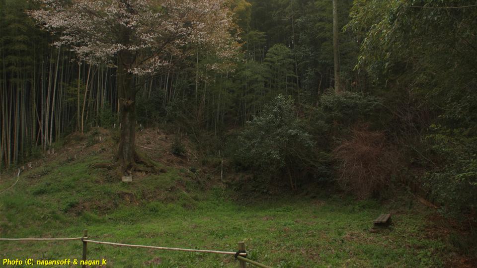 満開の大きなヤマザクラと誰も座れないベンチ。泉佐野丘陵緑地。2026年03月29日撮影