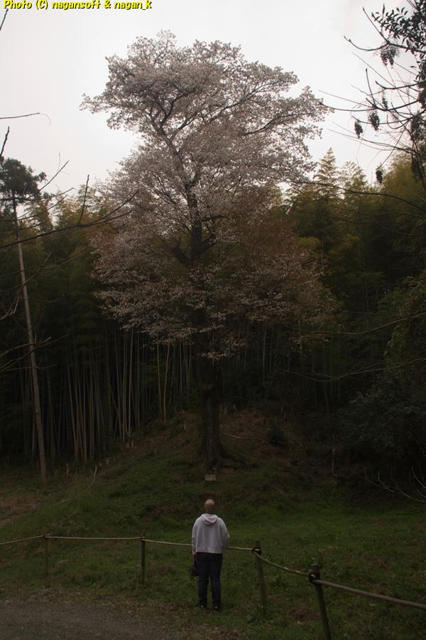 癌治療でハゲ頭になった嫁と、満開の大きなヤマザクラ。泉佐野丘陵緑地。2026年03月29日撮影