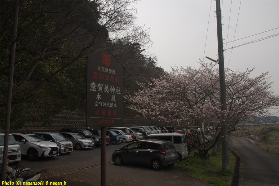 駐車場の桜は４分咲き｜大阪府泉佐野市上之郷の意賀美神社。2026年03月29日撮影