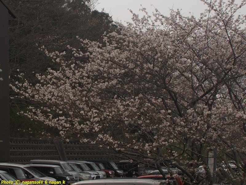 駐車場の桜の枝ぶり｜大阪府泉佐野市上之郷の意賀美神社。2026年03月29日撮影